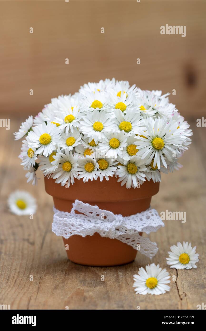 bouquet of daisy flowers in terracotta pot as decoration Stock Photo