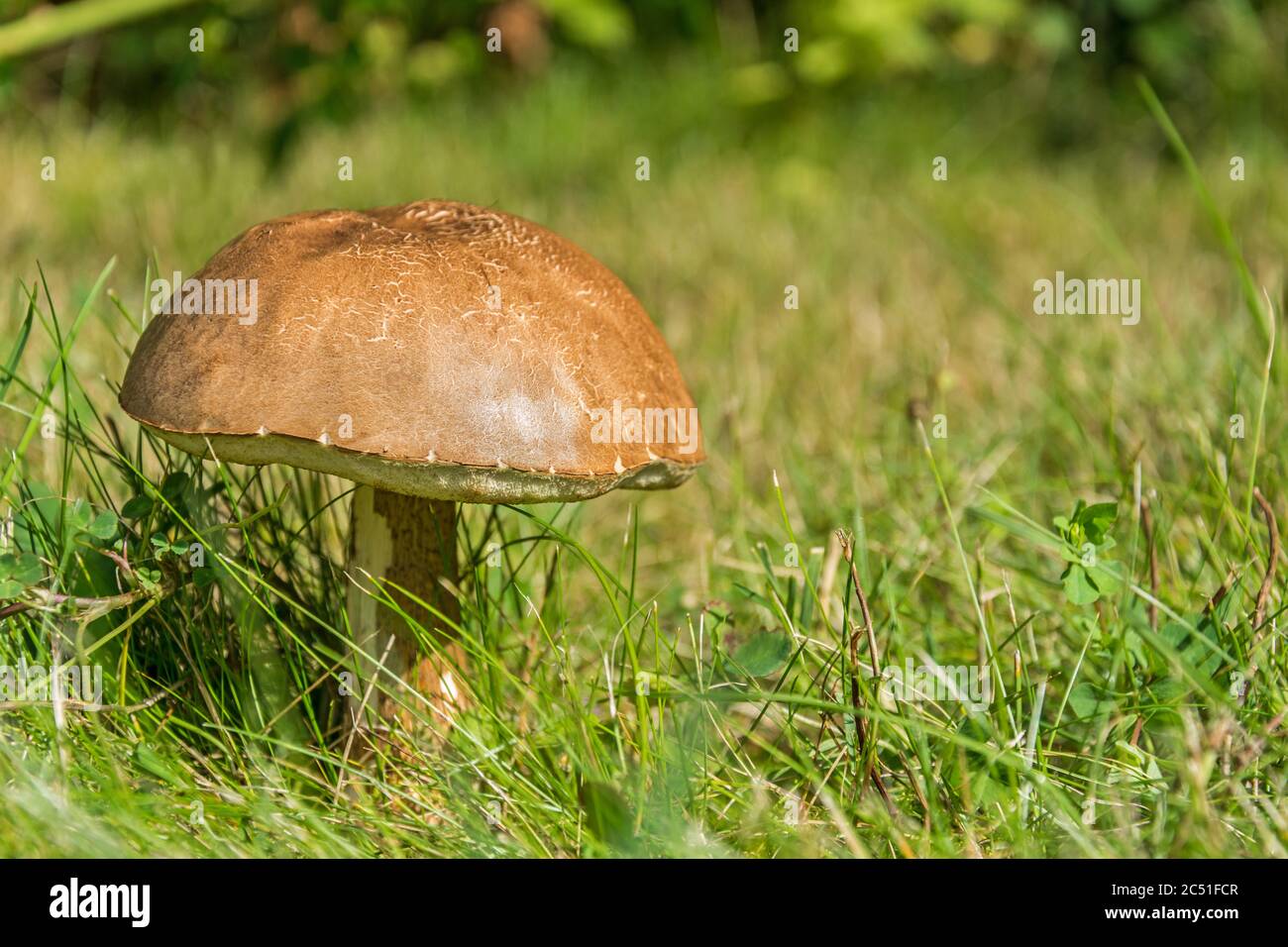 Brown tasty mushroom on a green grass meadow Stock Photo