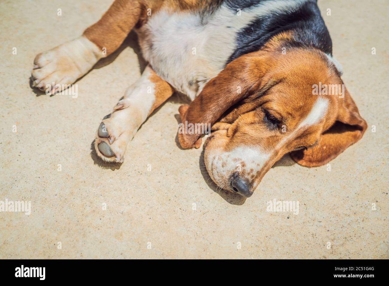 A Funny dog sleeping on the floor Stock Photo Alamy