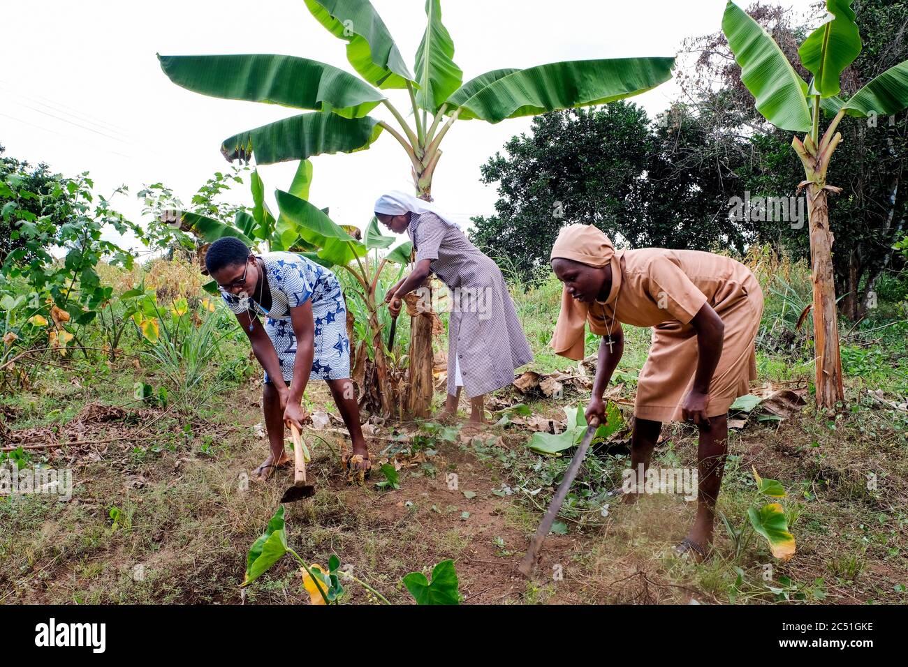 Young candidates of the Order of the 'Handmaids of the Divine Redeemer' (HDR) in their gardening and farm work in the Catholic Novitiate Koforidoa, Ghana, Africa Stock Photo