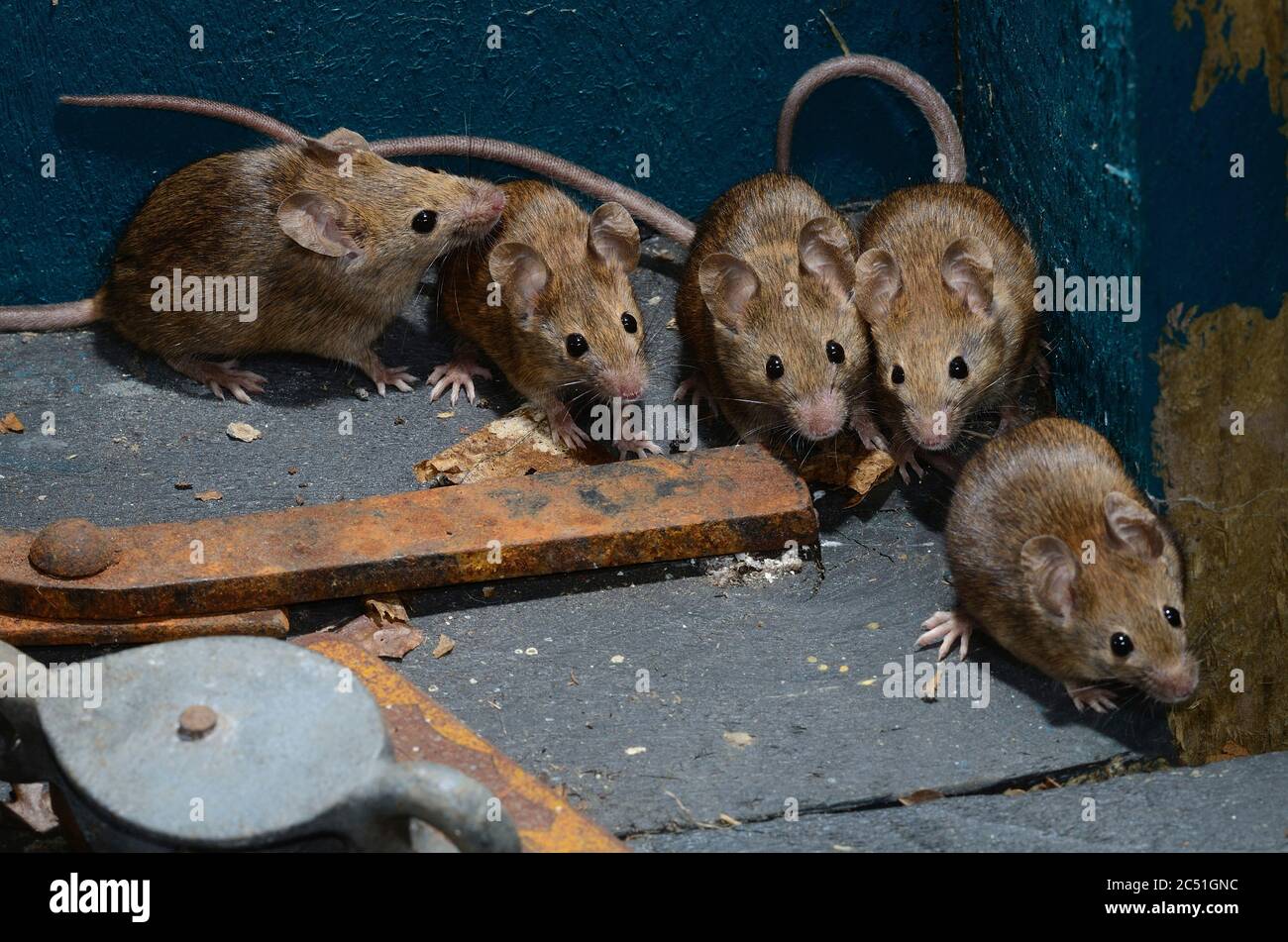House Mice High Resolution Stock Photography and Images Alamy