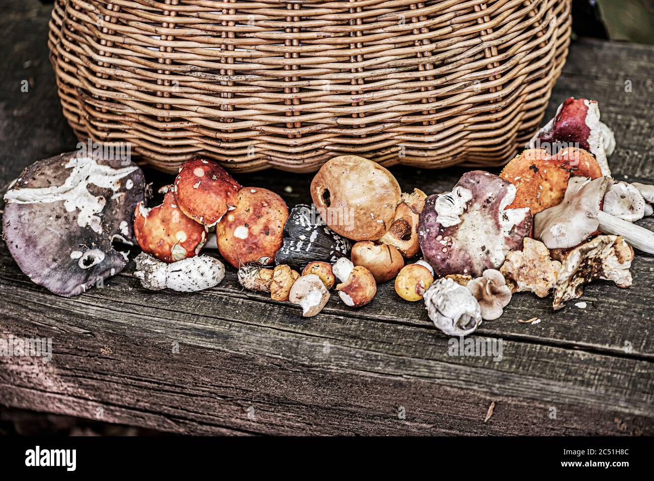 Basket of mushrooms, little known, but excellent. Stock Photo