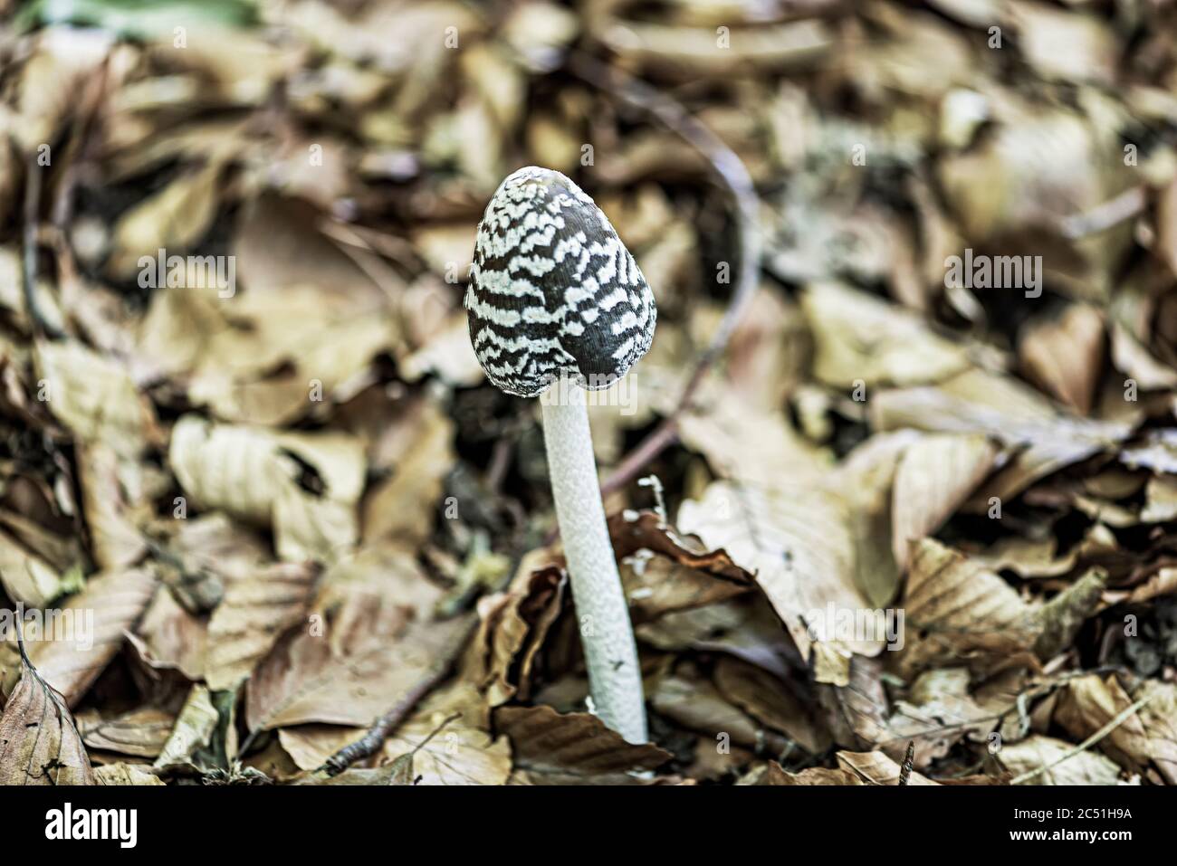 Coprinus picaceus, inedible but beautiful and elegant mushroom. Stock Photo