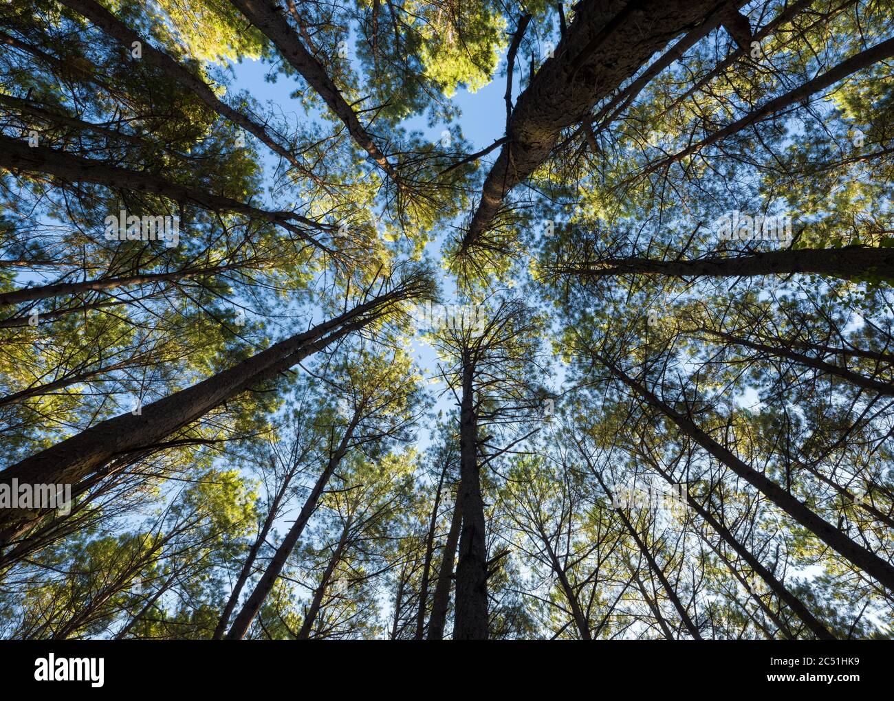 Natural pattern nature pine tree hi-res stock photography and images ...