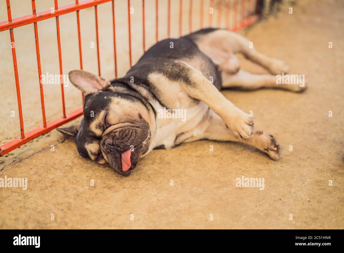 Funny dog with tongue hanging out sleeping on the floor Stock Photo