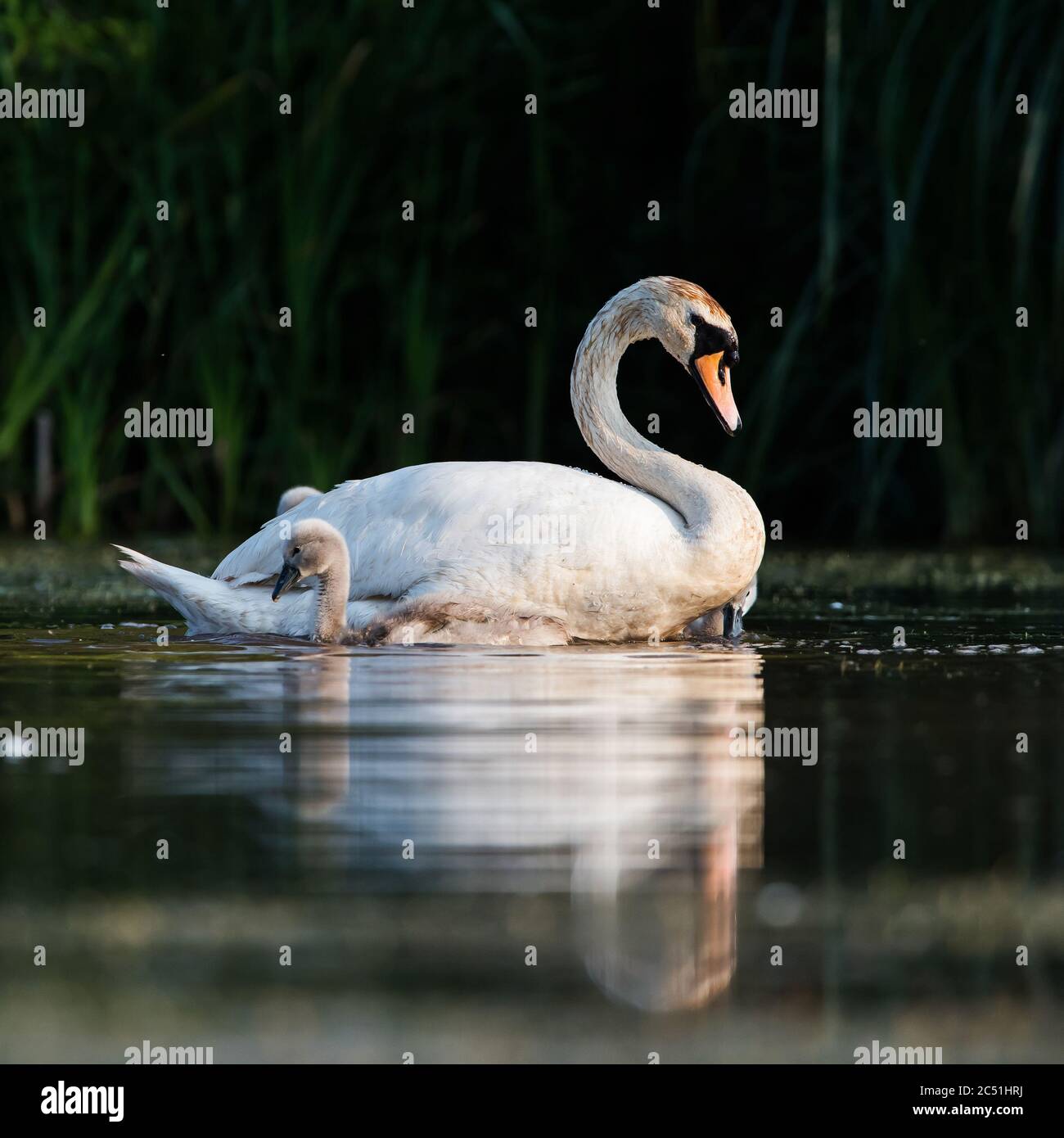 Family of Mute Swan on a feeding ground with young at dawn. Their Latin