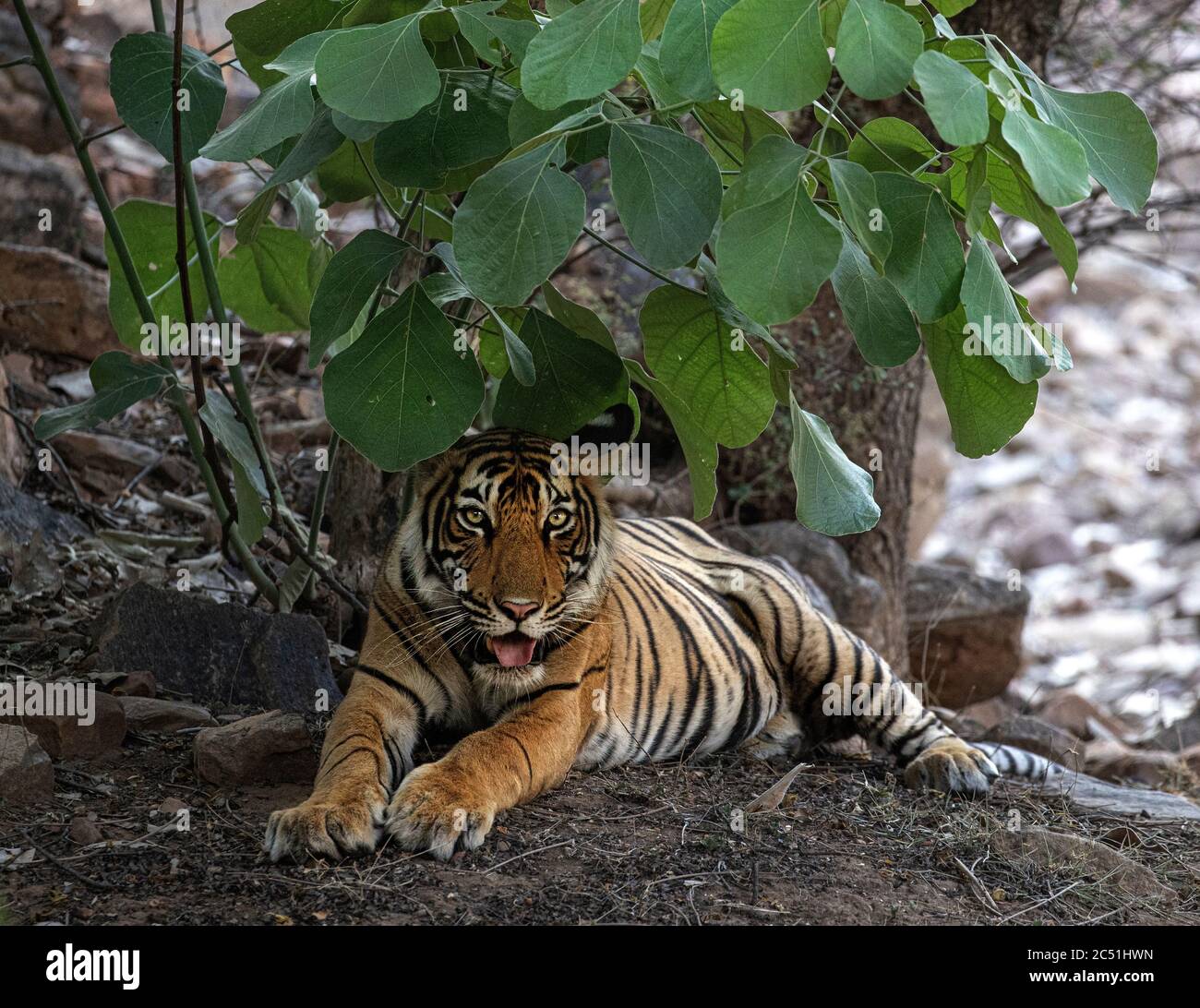 Wild Royal Bengal Tiger In Ranthambore National Park In India Stock 