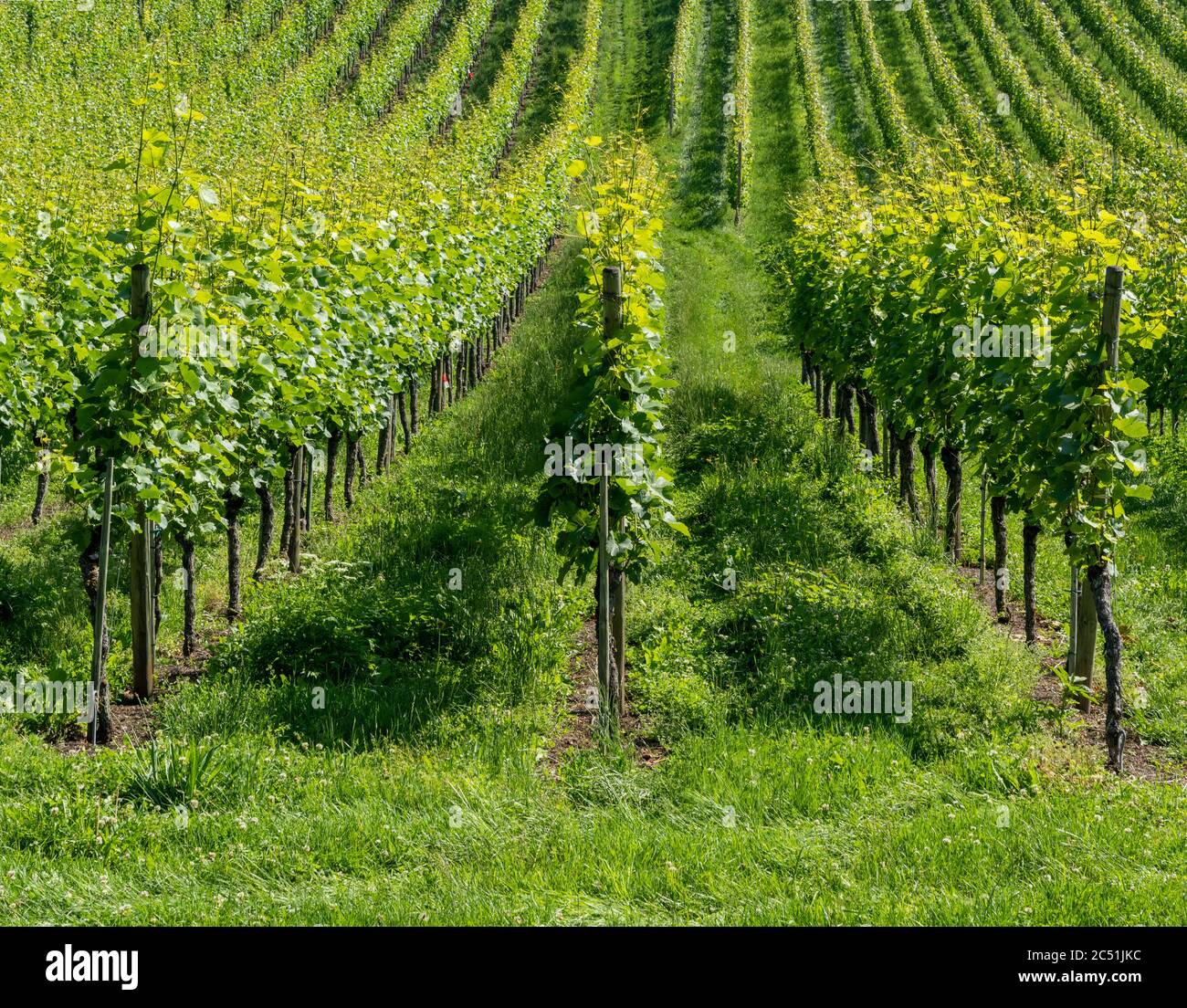 Green Rows Pinot A detail view of lush green and growing pinot noir grapevines Stock ...