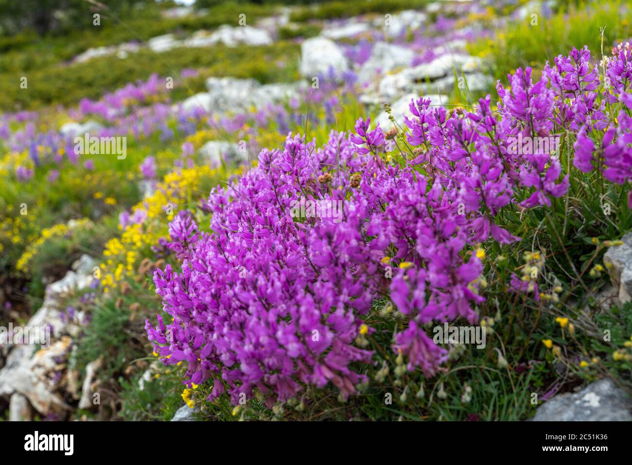 At the beginning of summer, large bushes of Greater polygala color the plain of Campo Imperatore.Gran Sasso and Monti della Laga National Park,Abruzzo Stock Photo