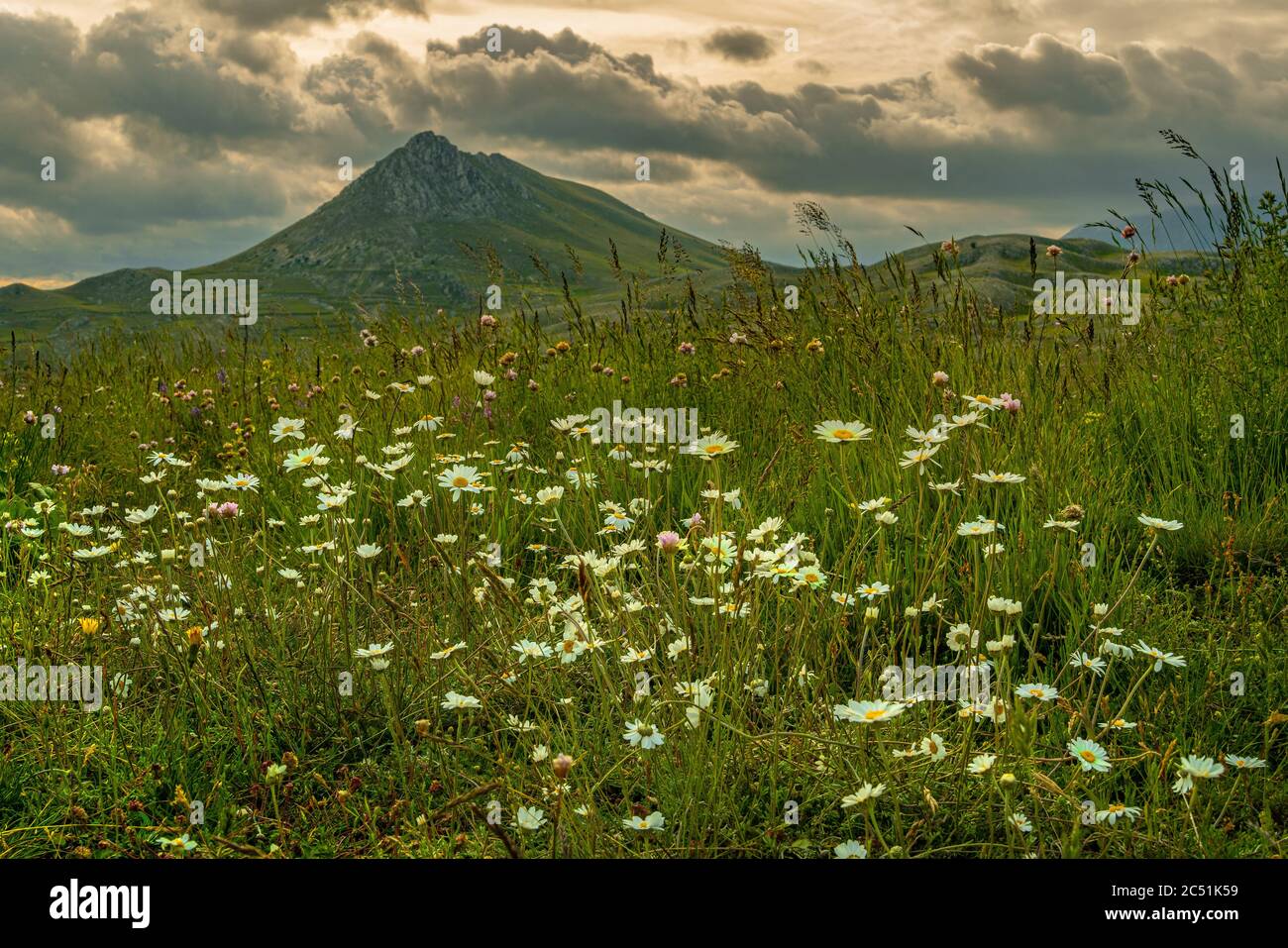 blooms at Mount Bolza in Campo Imperatore Stock Photo