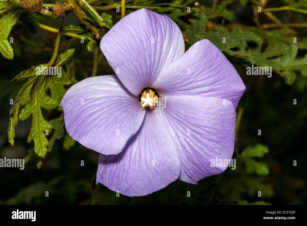 Alyogyne huegelii commonly known as Lilac Hibiscus found in the coastal shrublands of West Australia Stock Photo