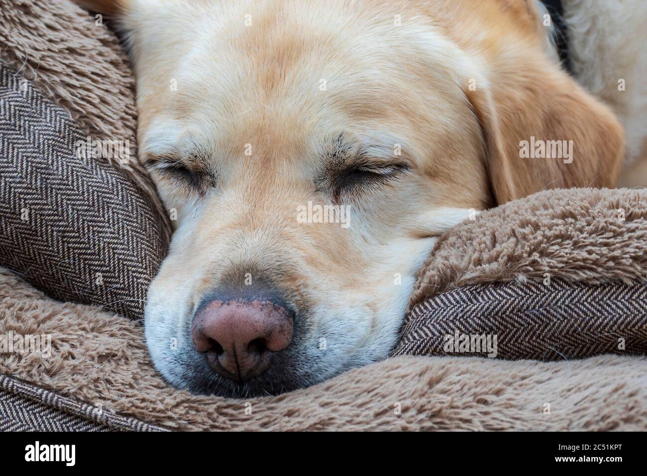 A sleeping labrador dog. Let sleeping dogs lie. Stock Photo