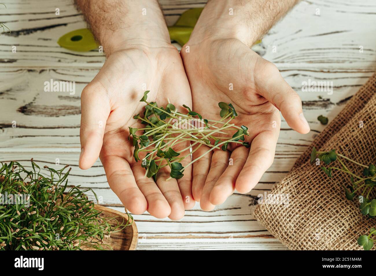 Male hands holding micro green sprouts, close up Stock Photo