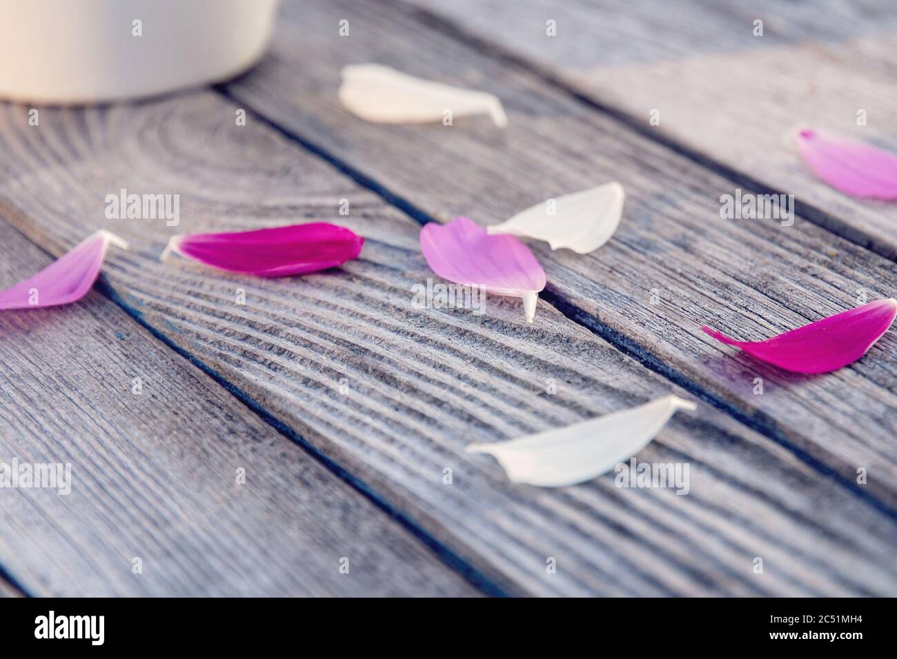 fallen pink and white cosmos flower petals on old gray wooden table Stock Photo