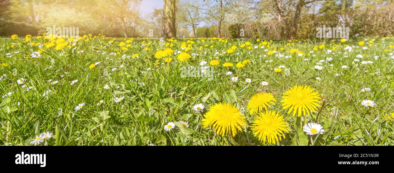 Panorama shot of scenic flower meadow with dandelions and daisies Stock Photo