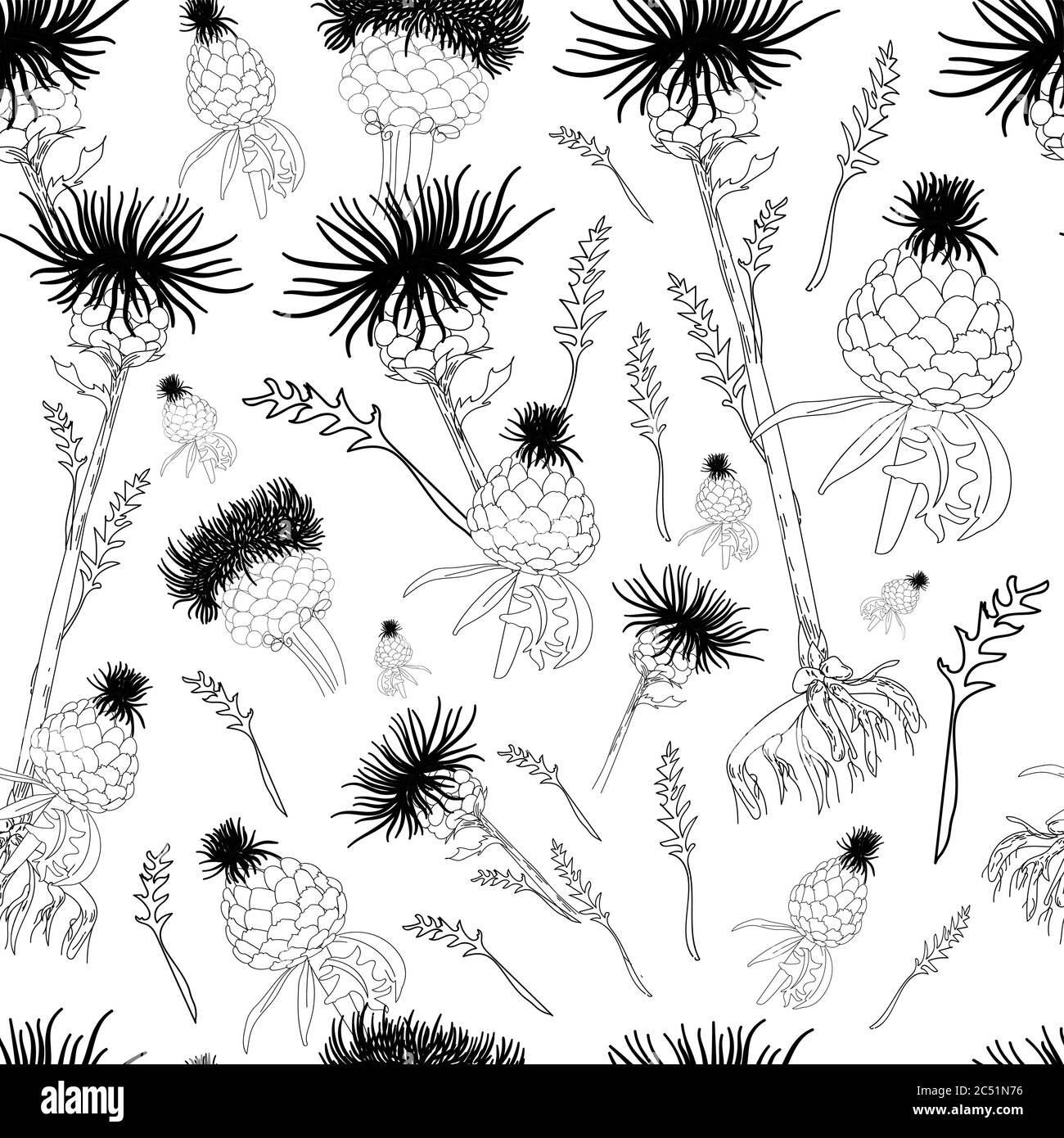 Leuzea root. Maral Root. Medicinal plants linear drawing. Botanical illustration Stock Vector