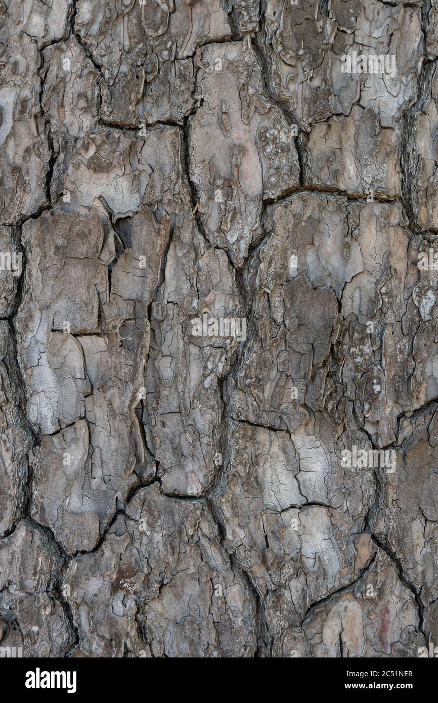 Relief texture or background of bark of Pine tree Stock Photo - Alamy