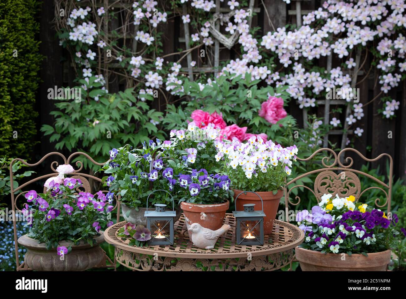 rustic spring garden decoration with viola flowers and lantern Stock Photo