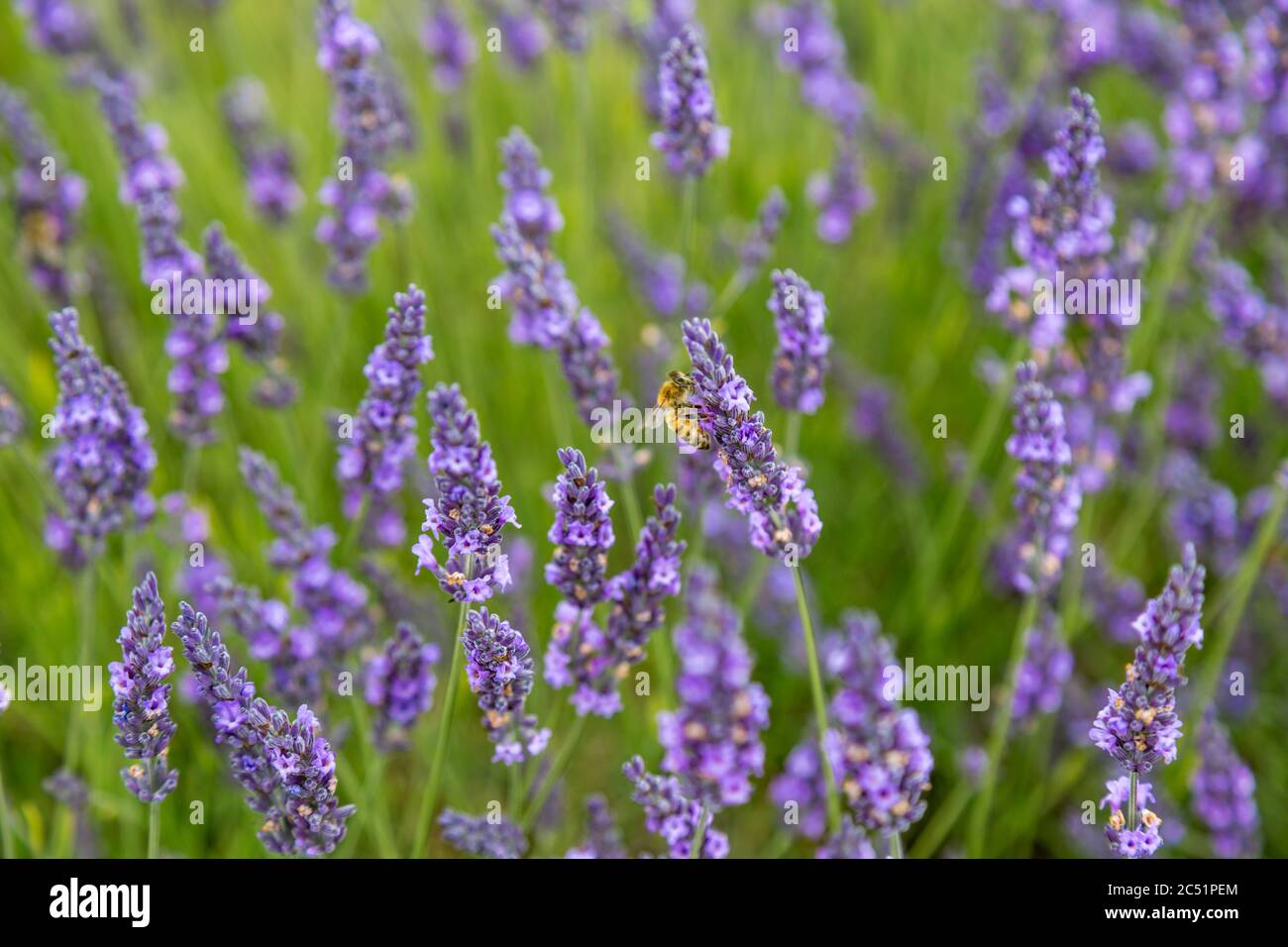 A bee on a lavender flower, with a shallow depth of field Stock Photo