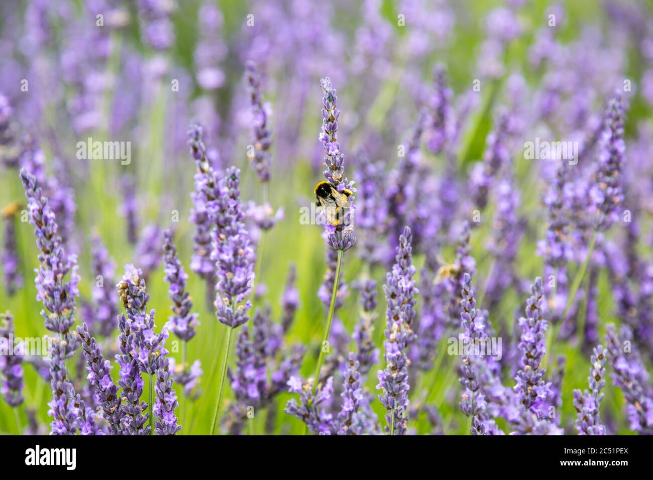 A bee on a lavender flower, with a shallow depth of field Stock Photo