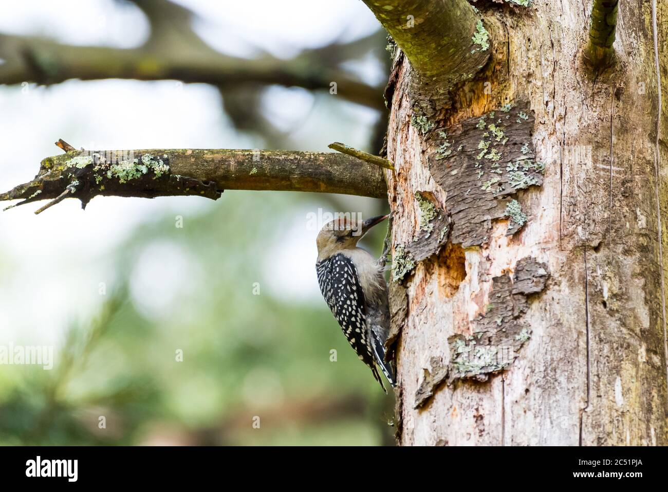 Adolescent Red-Bellied Woodpecker, sticking it's tongue out, foraging
