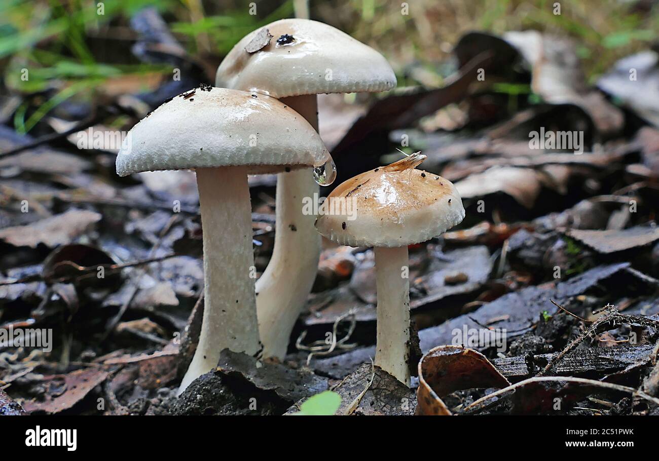 Closeup of a group of Australian white cap mushrooms growing on forest floor Stock Photo