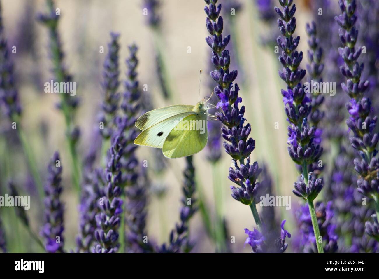 A white butterfly sits on a purple lavender. Stock Photo