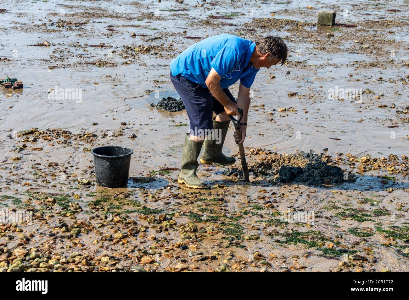 Man digging on beach for lug worms Stock Photo