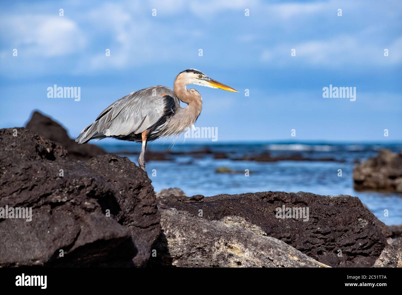 Heron standing on a rock in Playa de los Alemanes, Santa Cruz Island, Galapagos, Ecuador Stock Photo