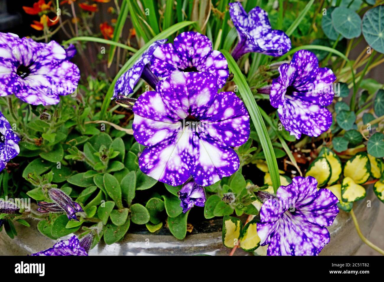High angle shot of blooming purple flowers surrounded by greenery Stock ...