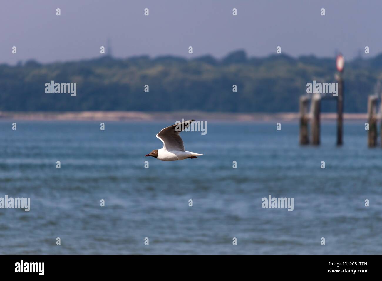 seagull in flight by the sea Stock Photo