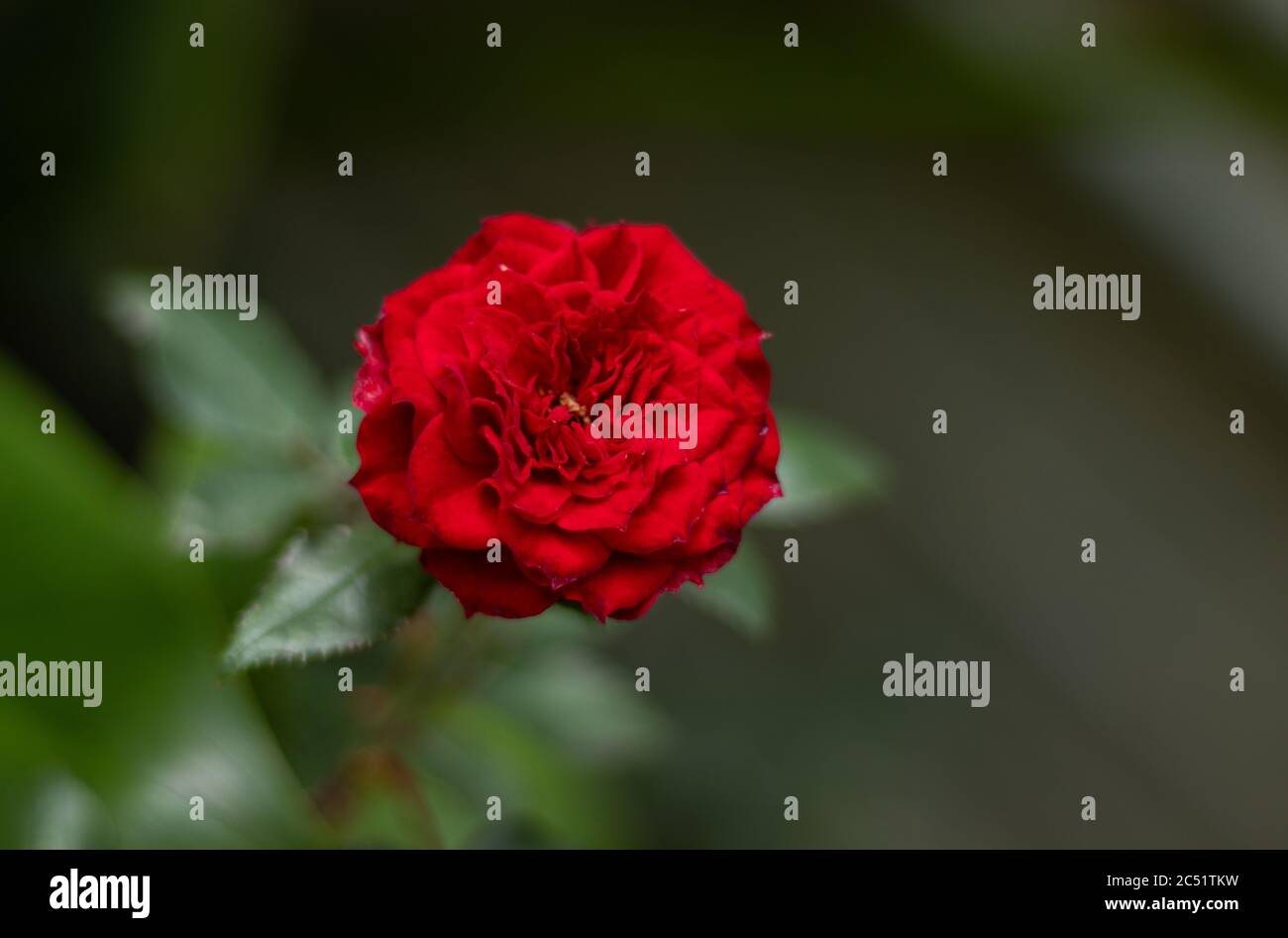 Selective focus of a red garden rose under the sunlight with a blurry ...