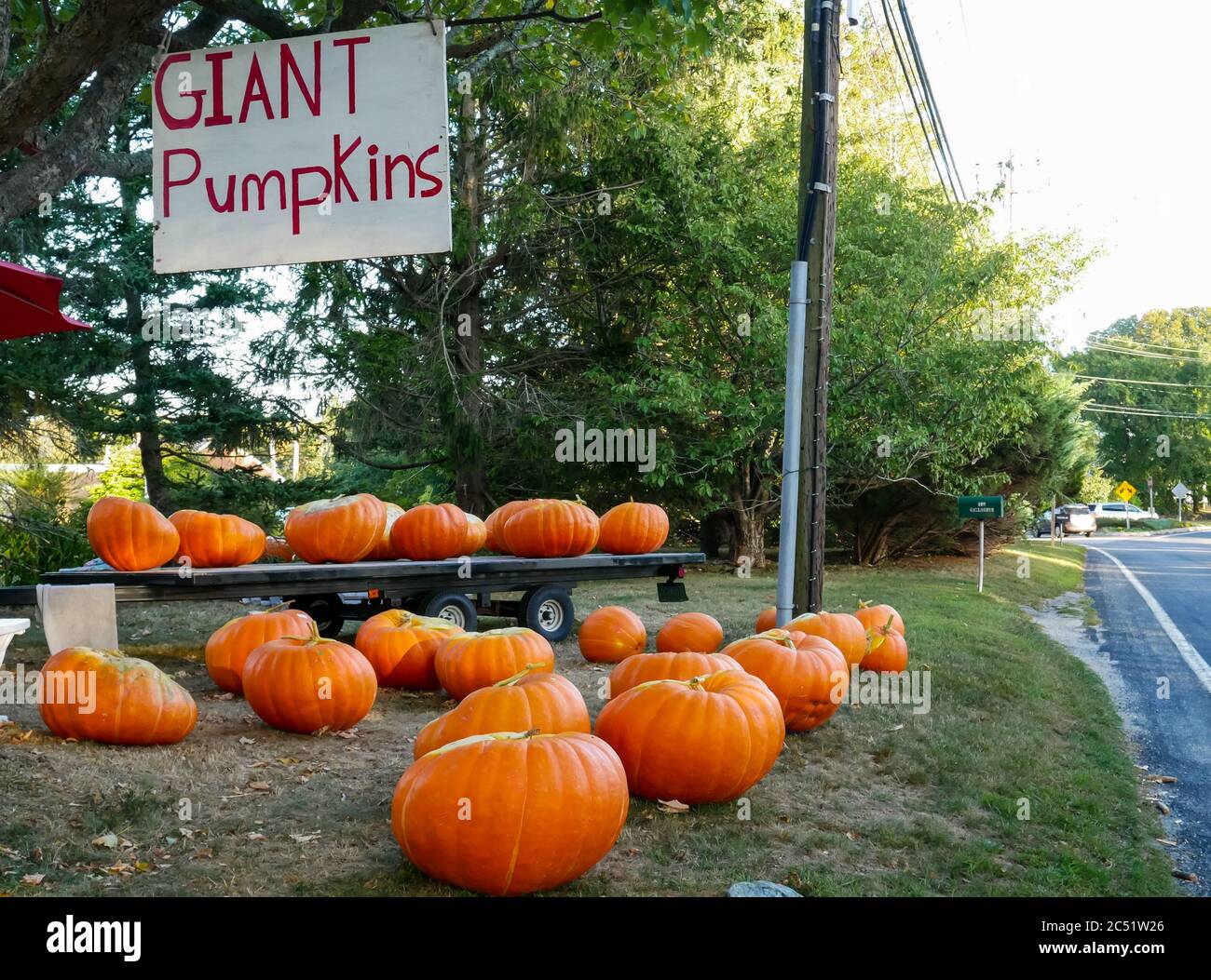 Giant pumpkins for sale at roadside, Rhode Island, USA Stock Photo - Alamy