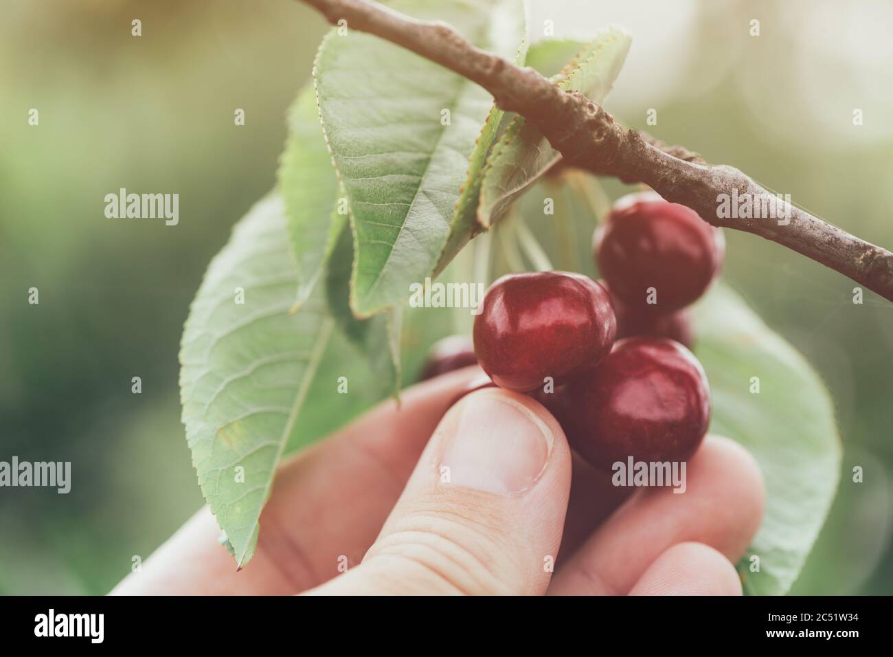 Farmer picking cherries in fruit orchard, close up of hands Stock Photo