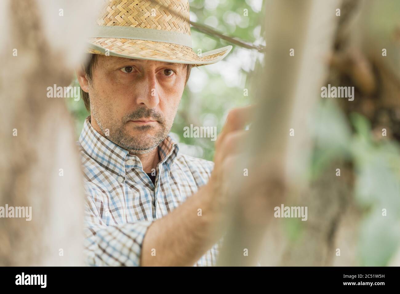 Farmer examining walnut tree branches and leaves for common pest and diseases in organic fruit farm orchard Stock Photo