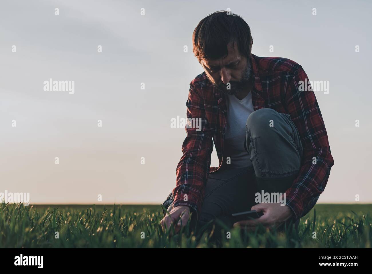 Farmer using smartphone in wheat crop field, smart farming concept on wheatgrass plantation Stock Photo