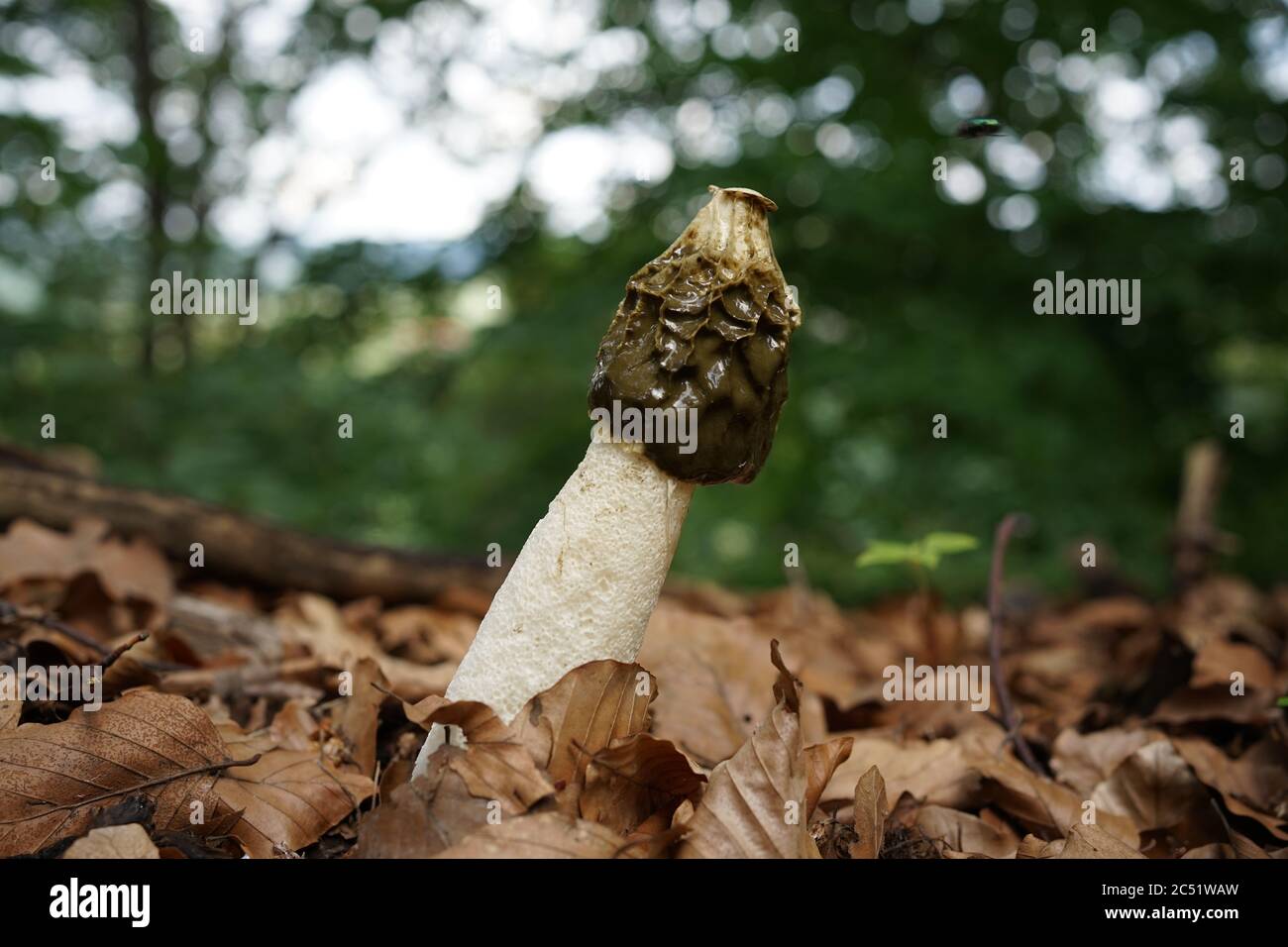 Devil's stinkhorn (Phallus rubicundus) - Picture Mushroom