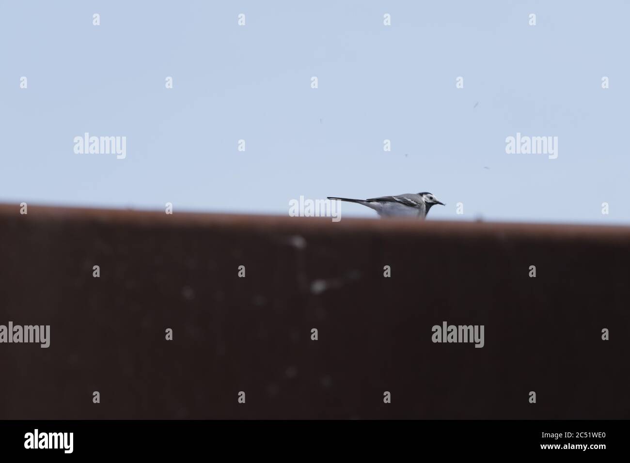 bird sits on a fence of a birdwatching hut Stock Photo - Alamy