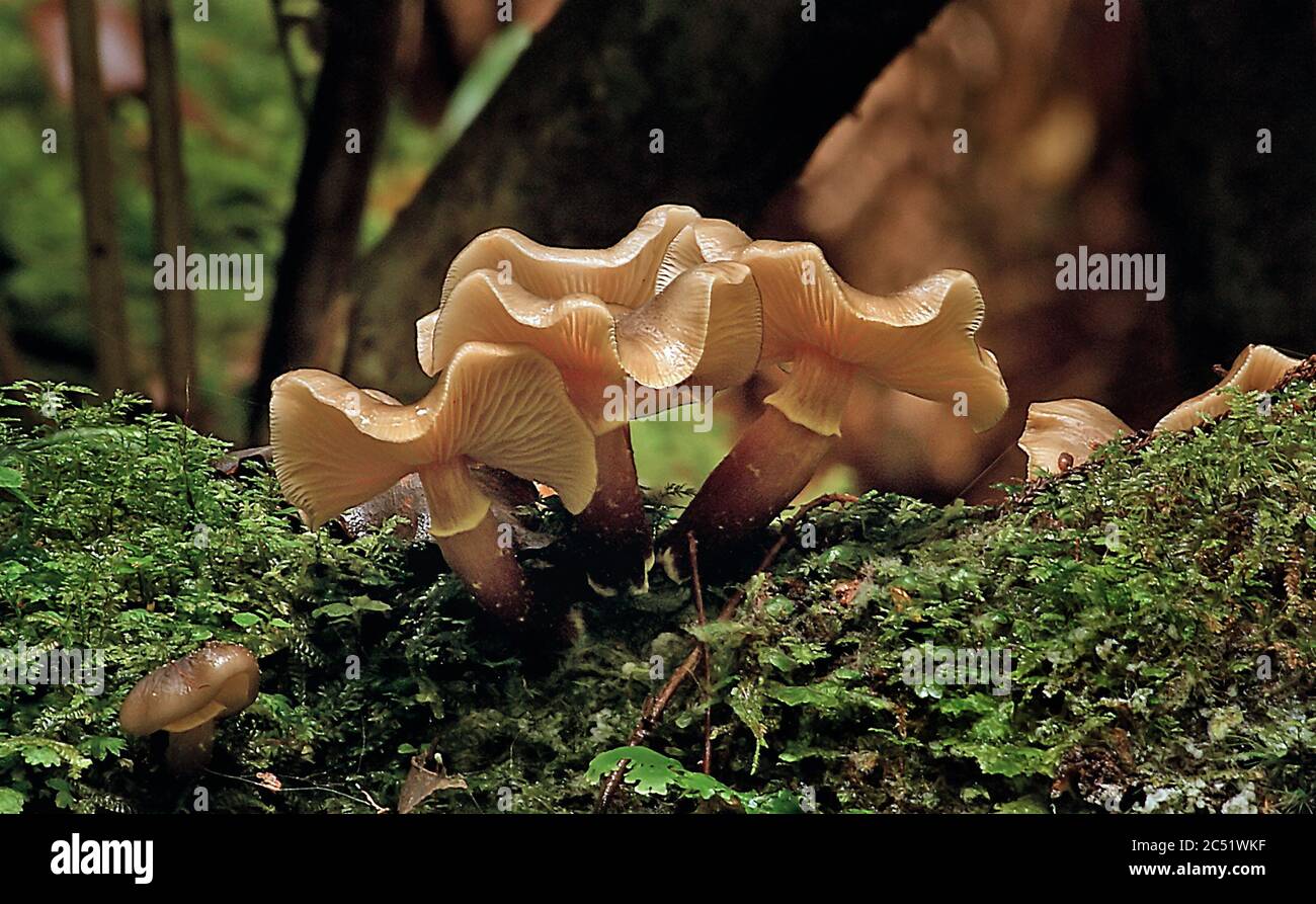 Cortinarius mushrooms growing on the moss Stock Photo