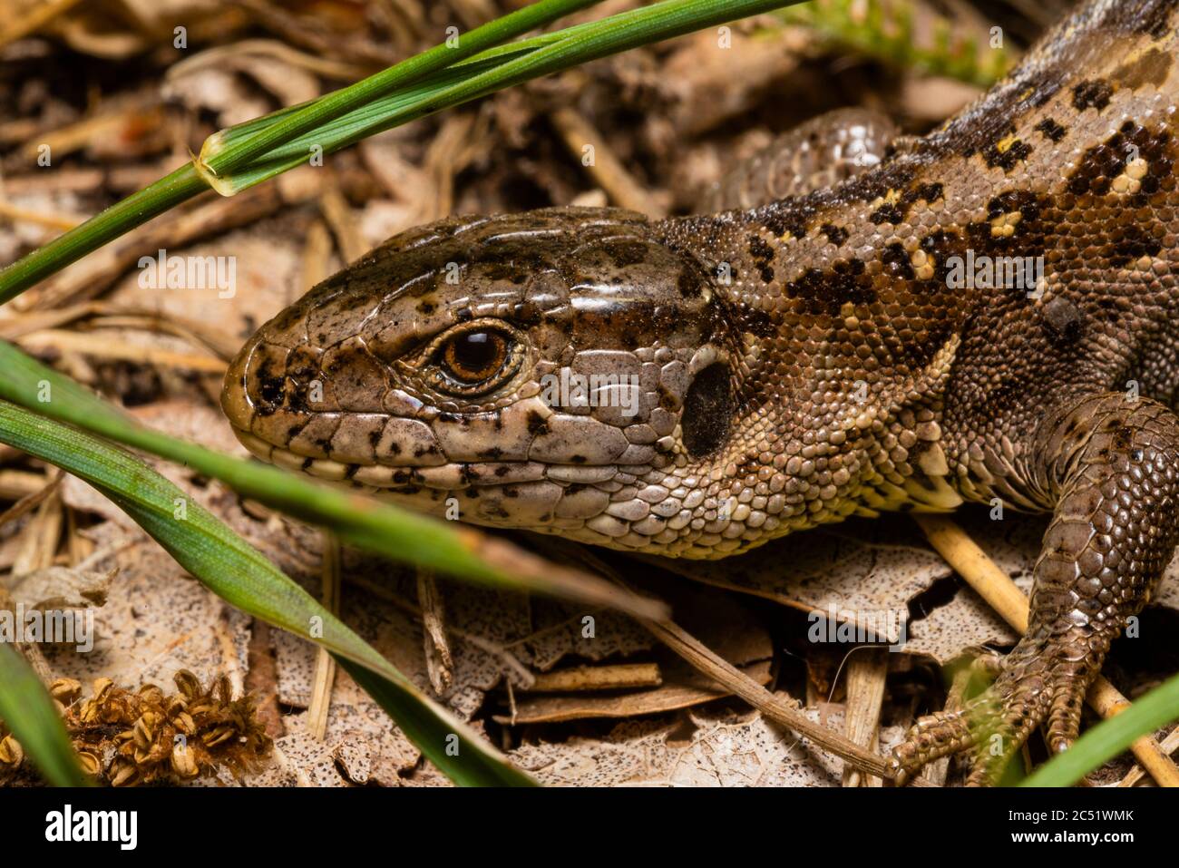 Head of a famale Lizard, macro photo of a head of a female lizard, Lacerta Agilis Stock Photo