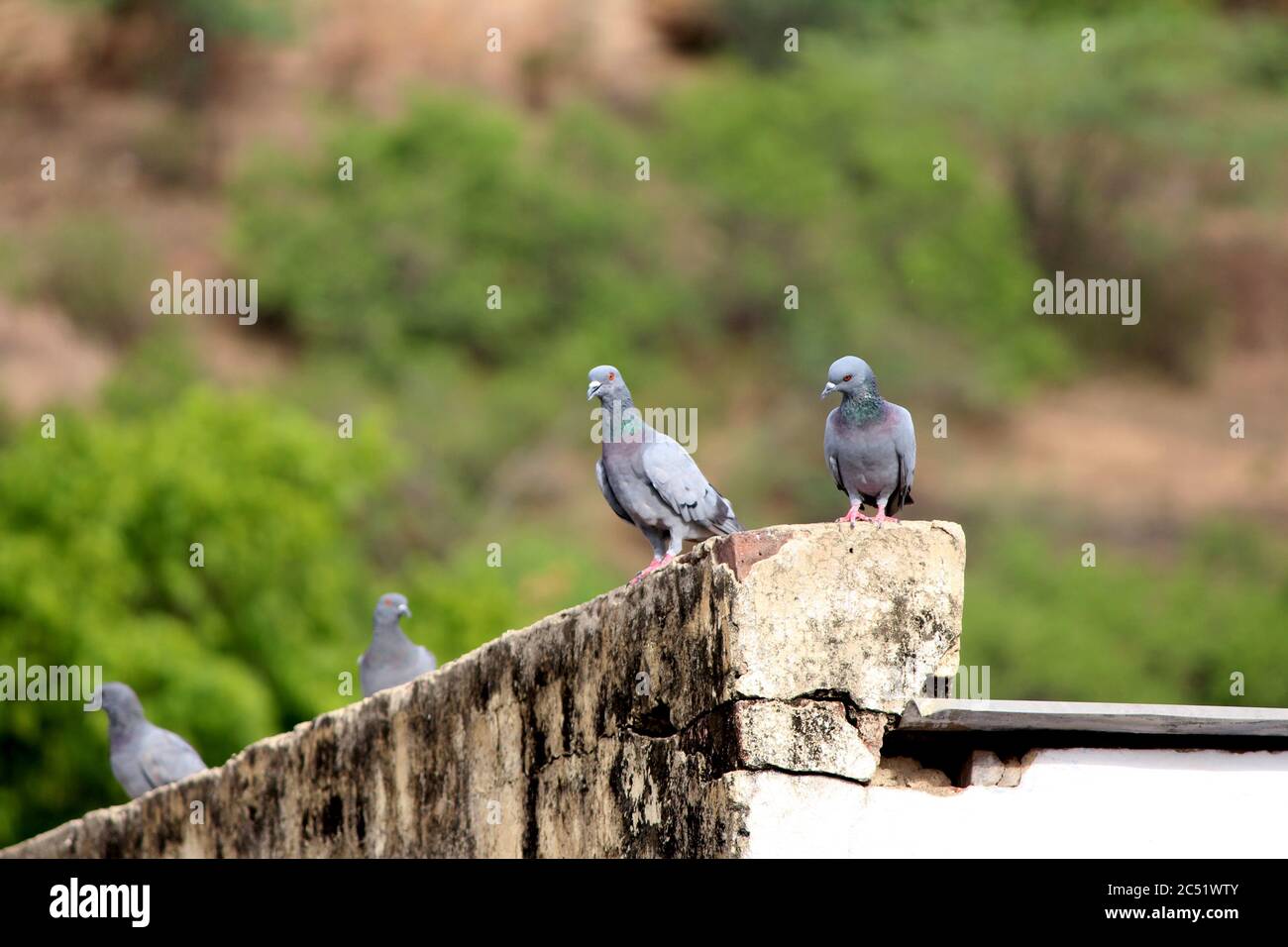 some birds sit togather with green background Stock Photo