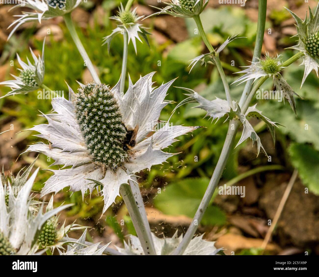 Eryngium Giganteum (Silver Ghost) flower Stock Photo Alamy