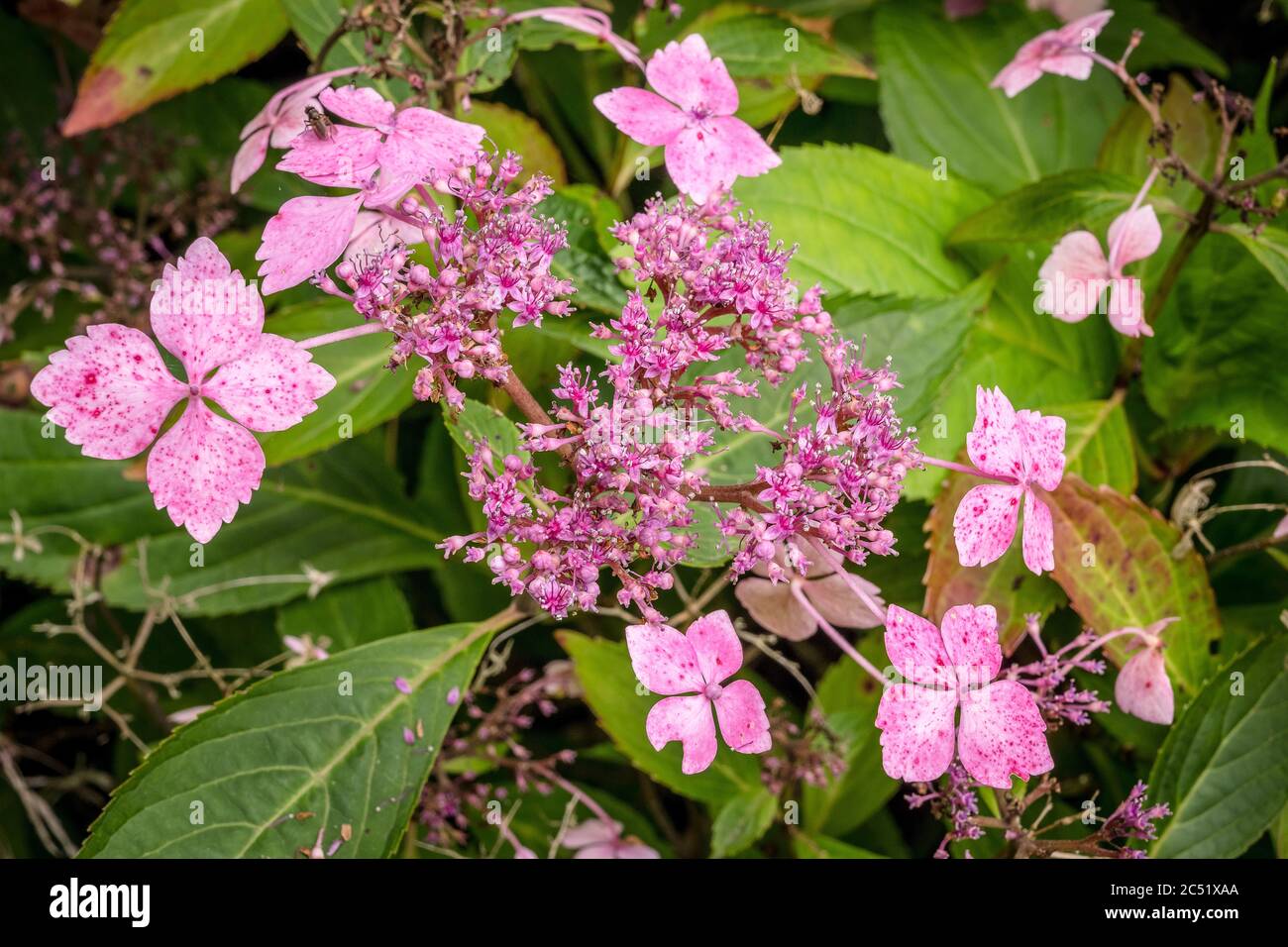 Hydrangea macrophylla lacecap mophead hi-res stock photography and ...