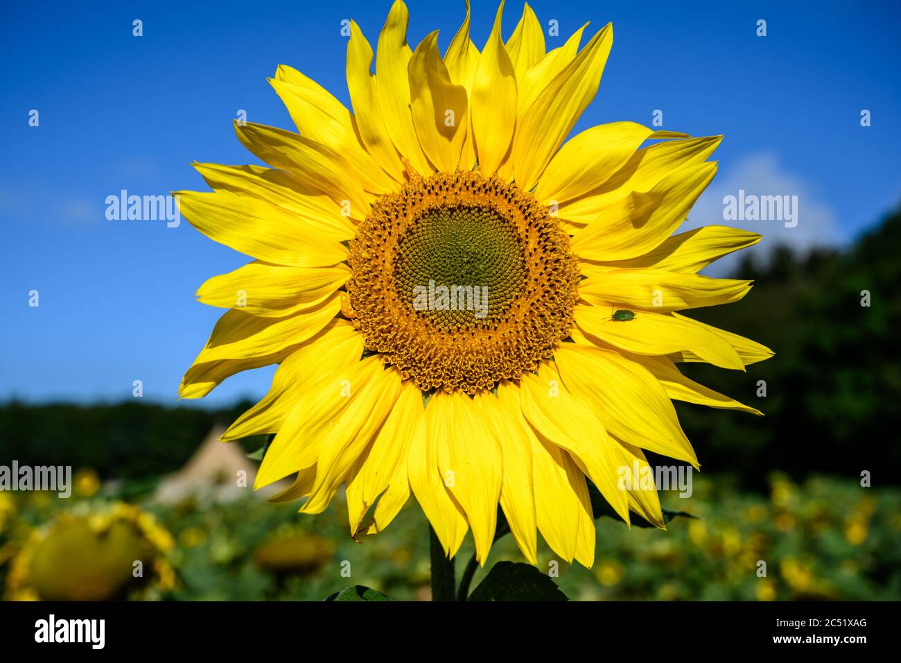 Sunflower against a bright blue sky with shield beetle Stock Photo