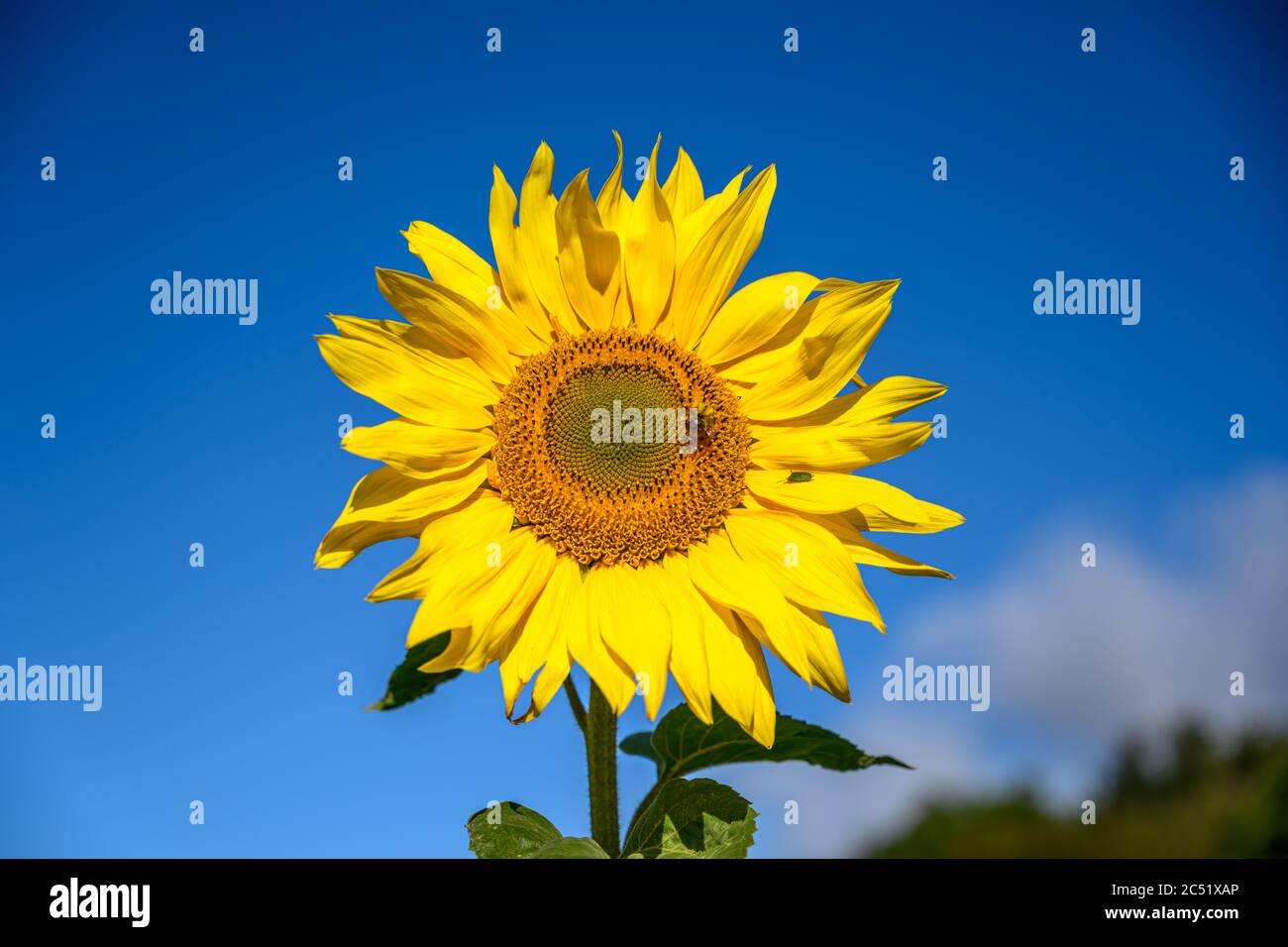 Sunflower against a bright blue sky with bumble bee and shield beetle Stock Photo