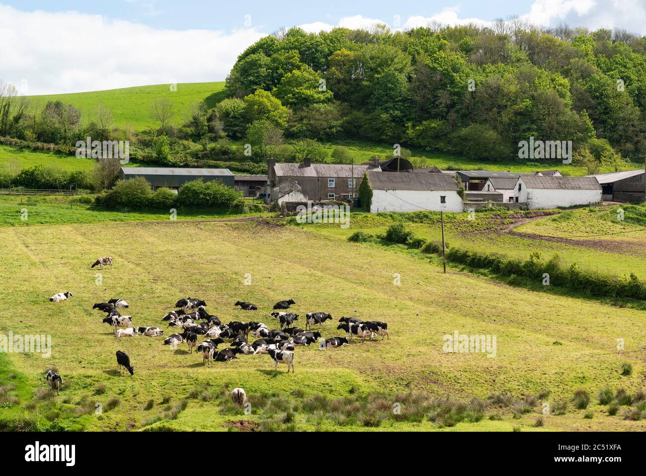 Dairy cows strip grazing in field, Carmarthenshire, Wales, UK Stock