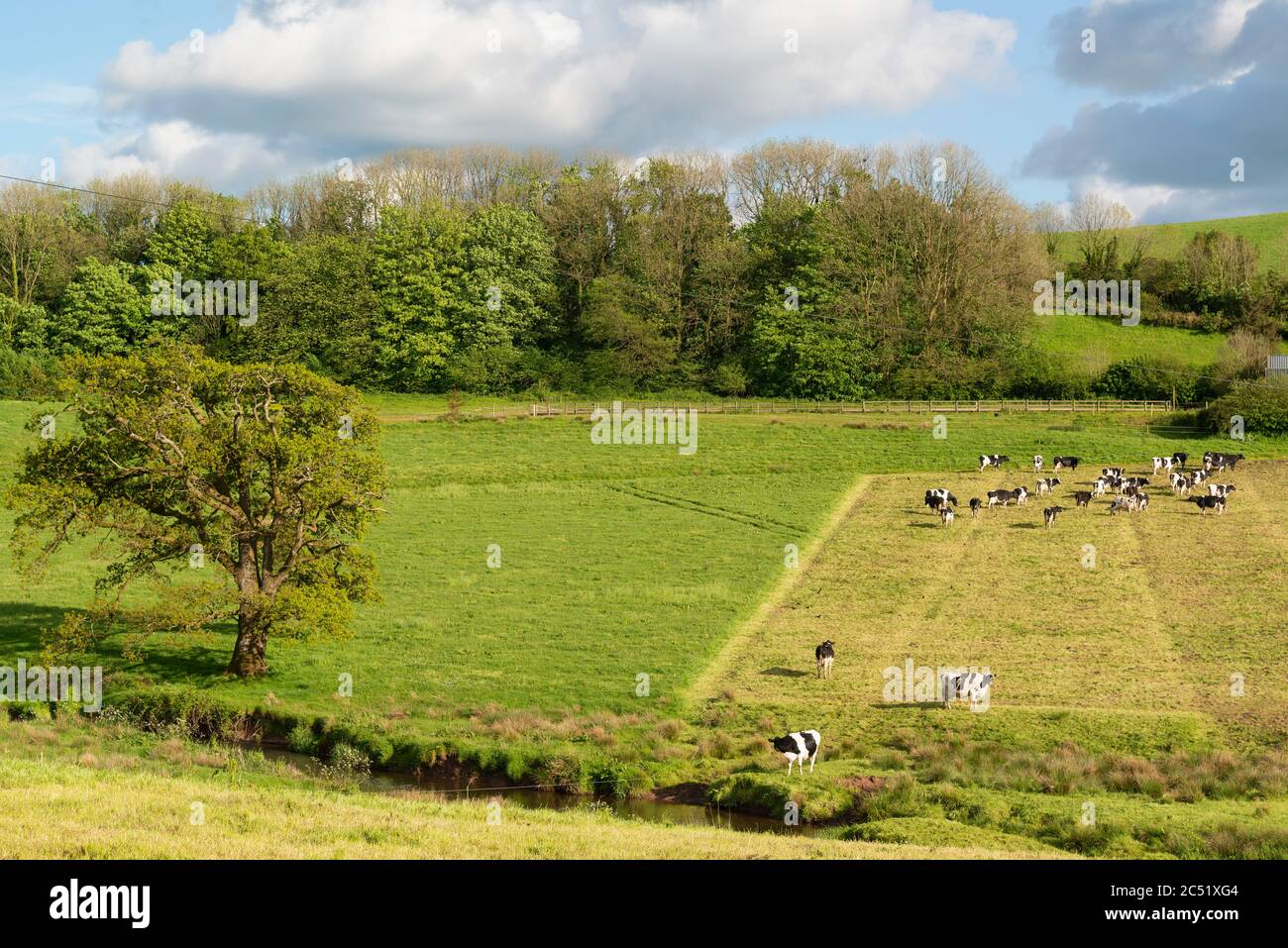 Dairy cows strip grazing in field, Carmarthenshire, Wales, UK Stock