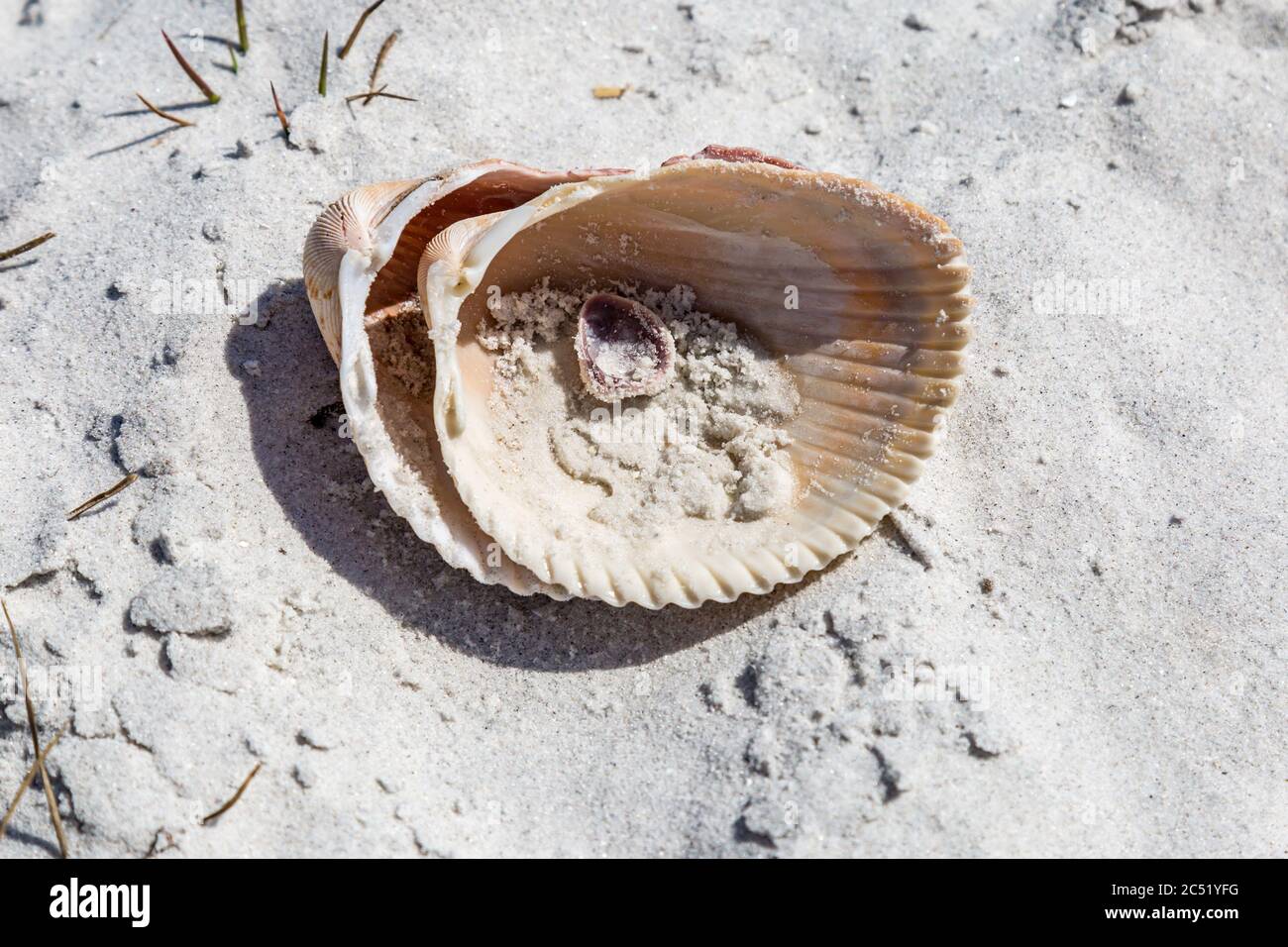 An sea shell on a sandy beach Stock Photo