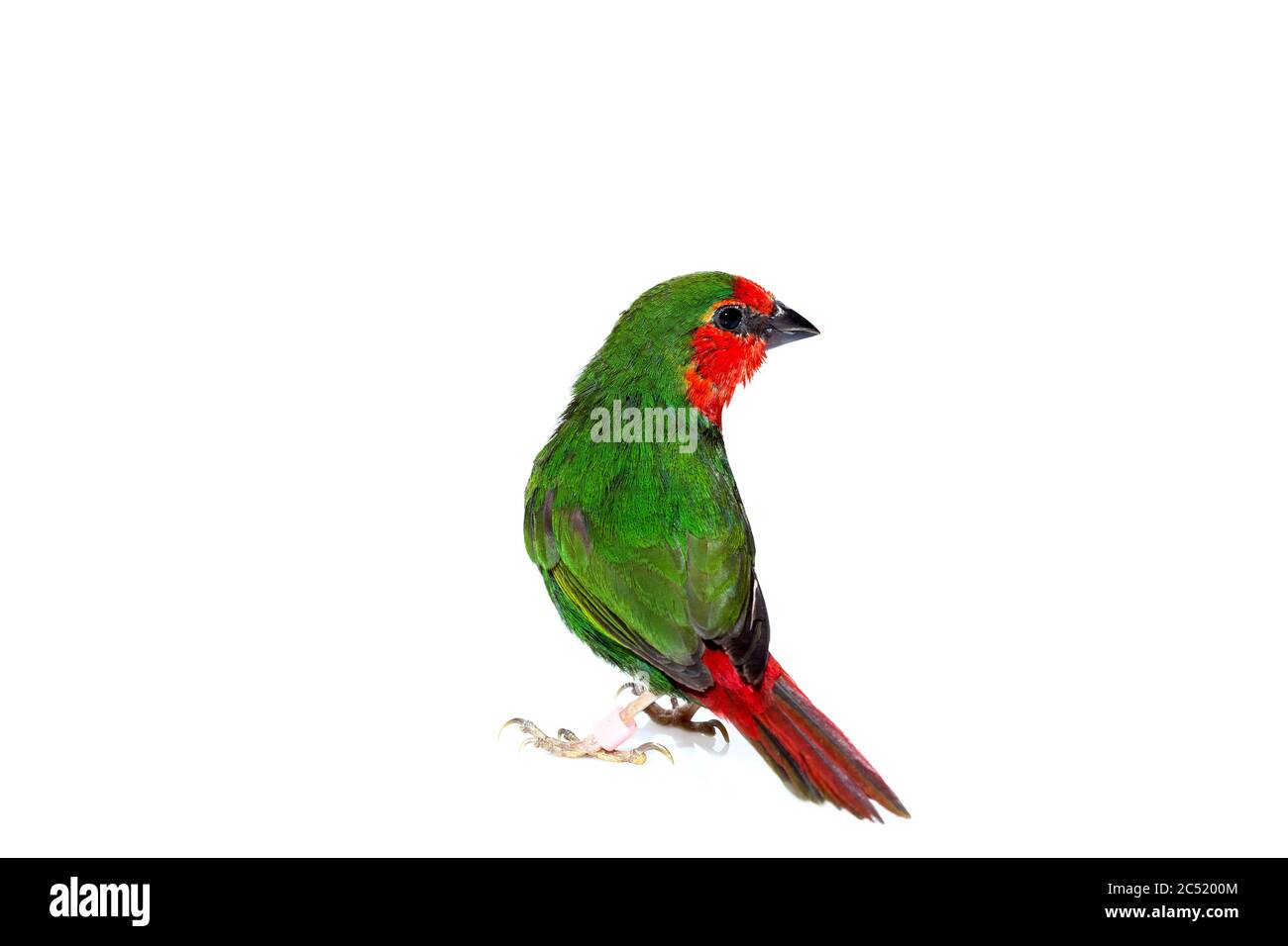 green parrot finch with a red tail a small exotic bird isolated