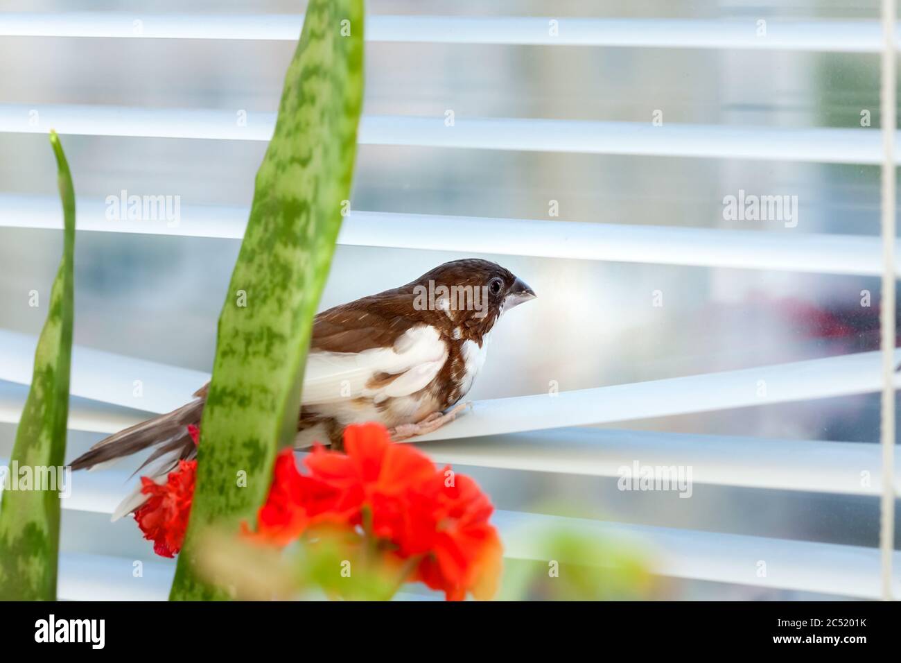 Japanese finch bird with brown and white feathers sits on aluminum window blinds and look on street, self-isolation during quarantine due to quarantin Stock Photo